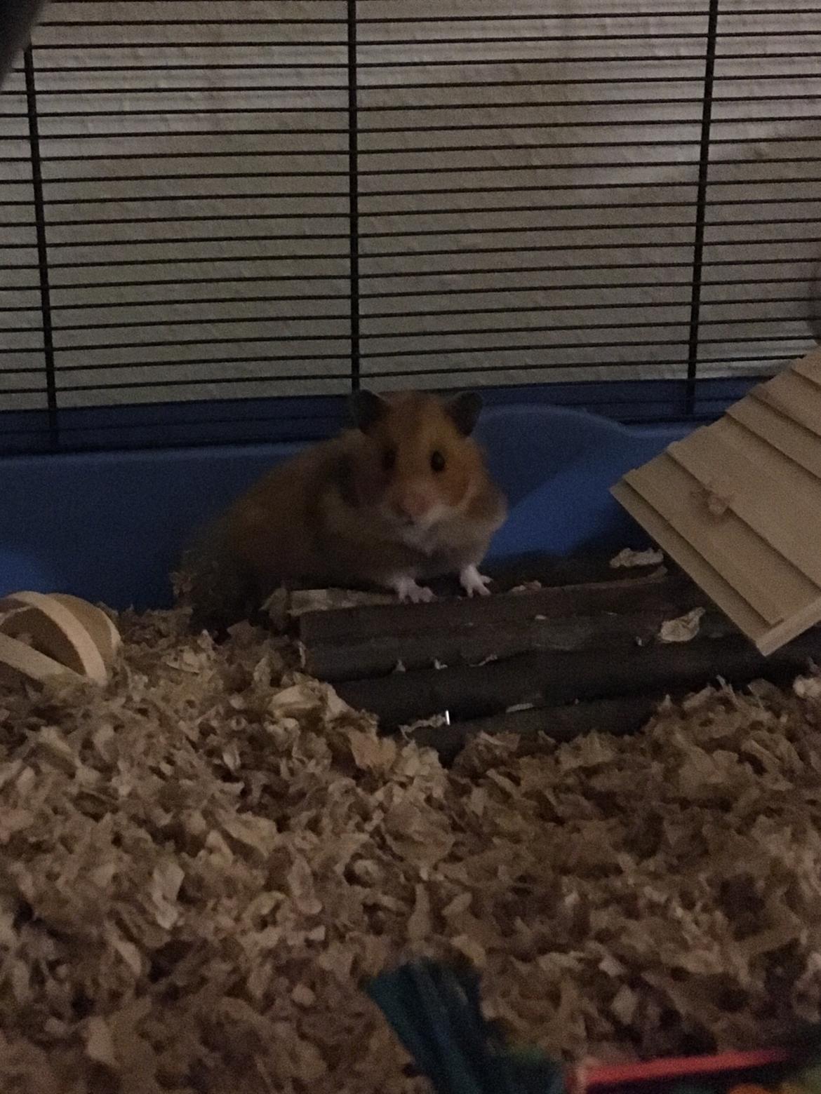 Hamster Luna billede 8