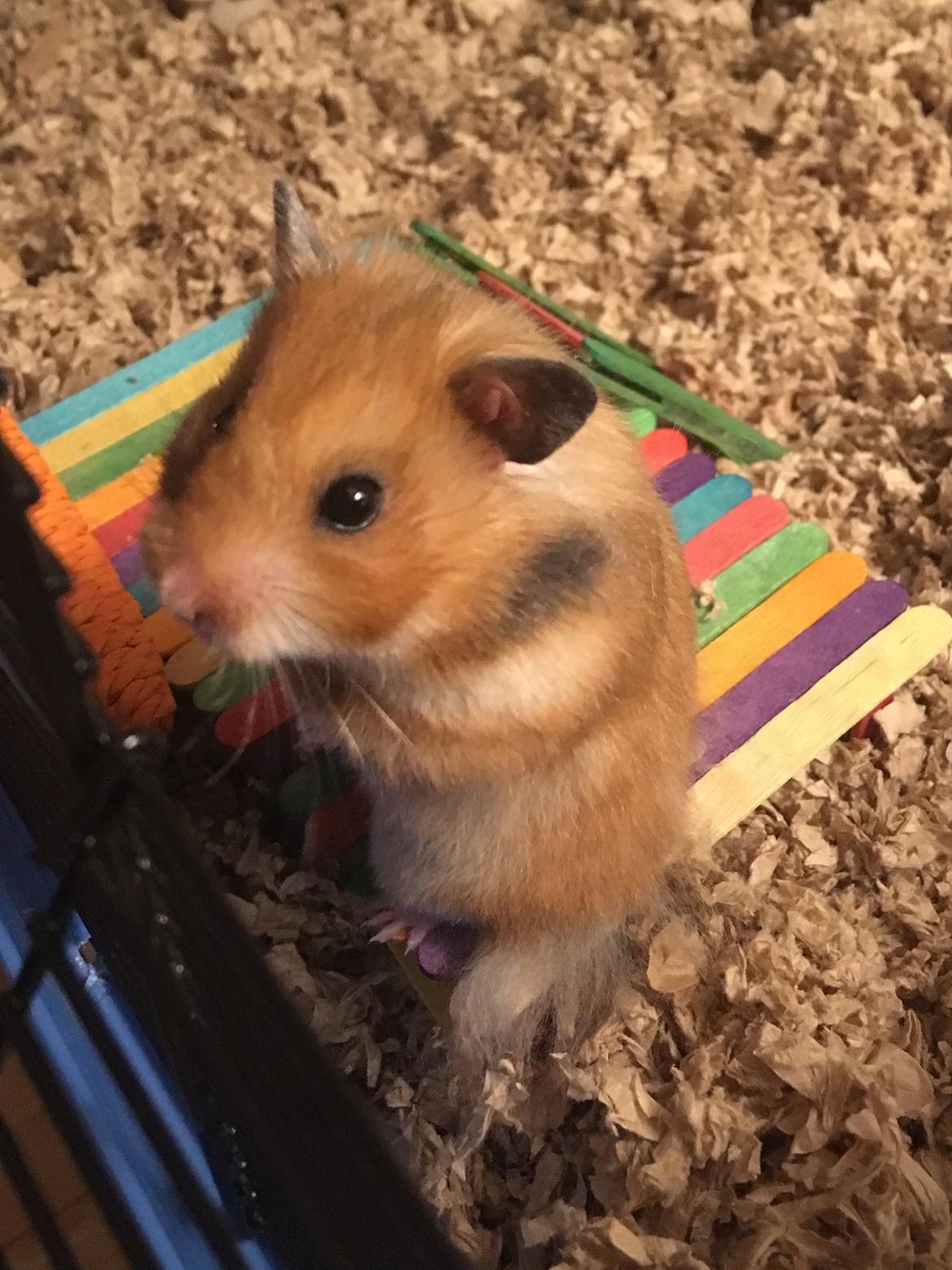 Hamster Luna billede 3