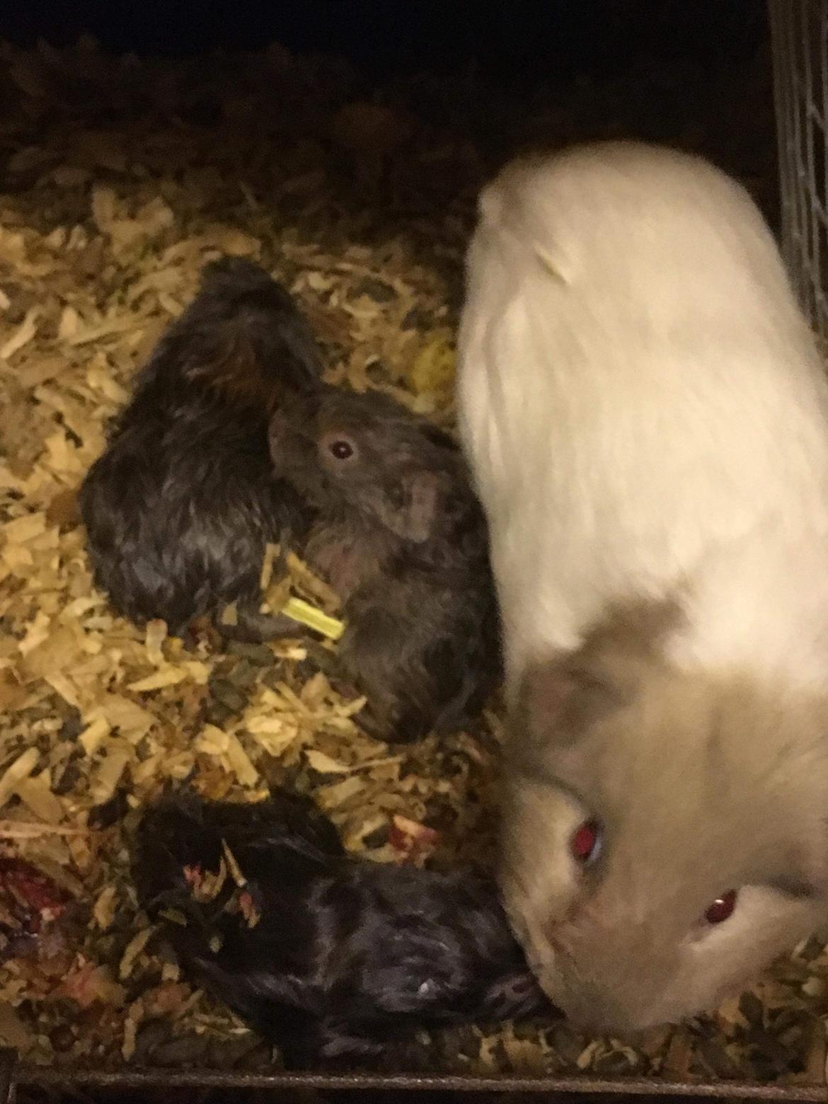 Marsvin Koreskas Å-susanne (Sofie) billede 34