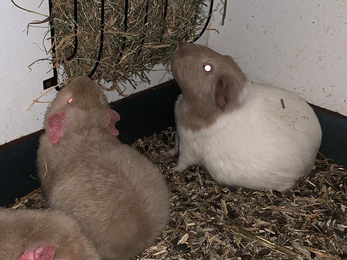 Marsvin Koreskas Å-susanne (Sofie) billede 36