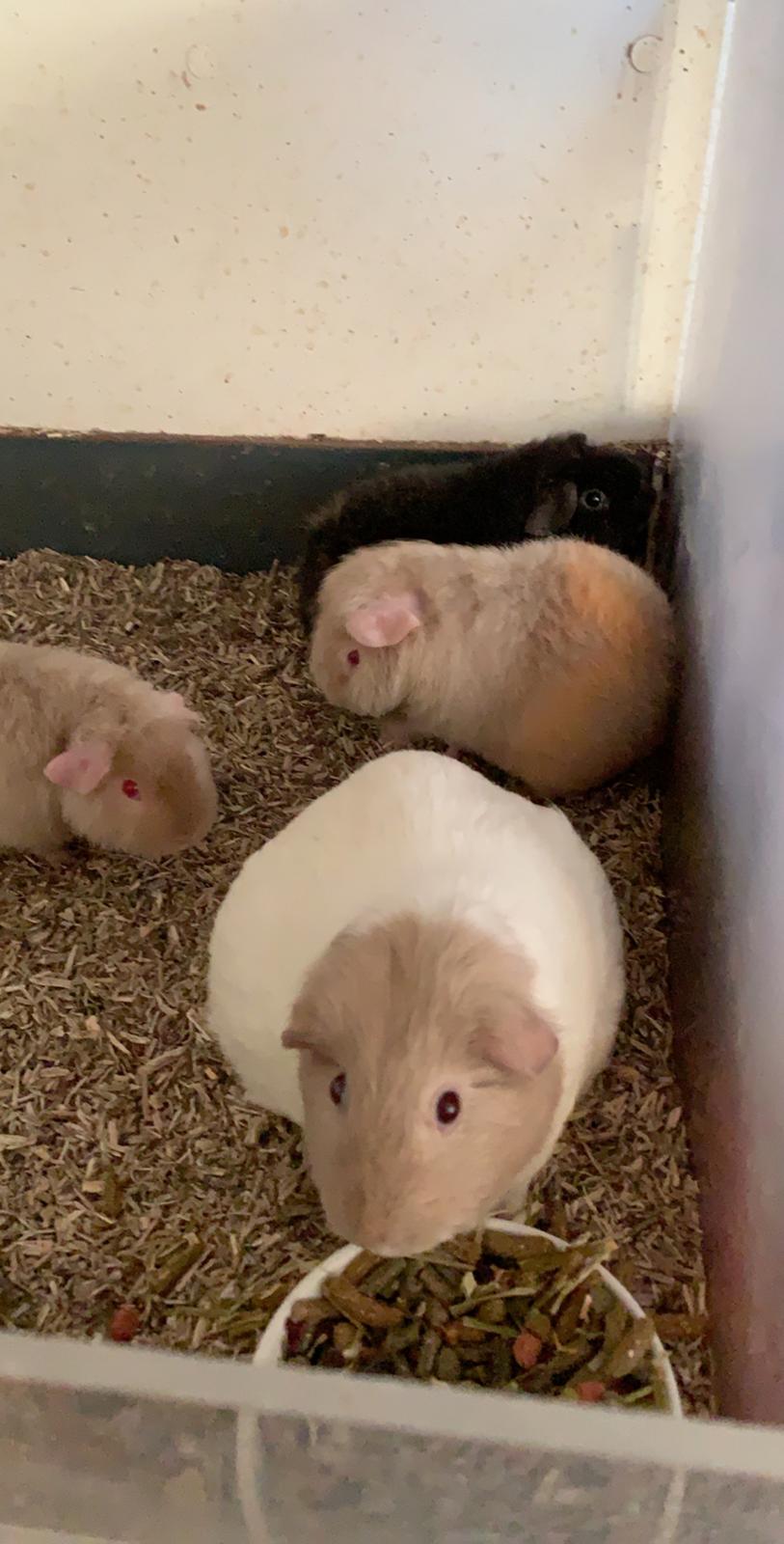 Marsvin Koreskas Å-susanne (Sofie) billede 38