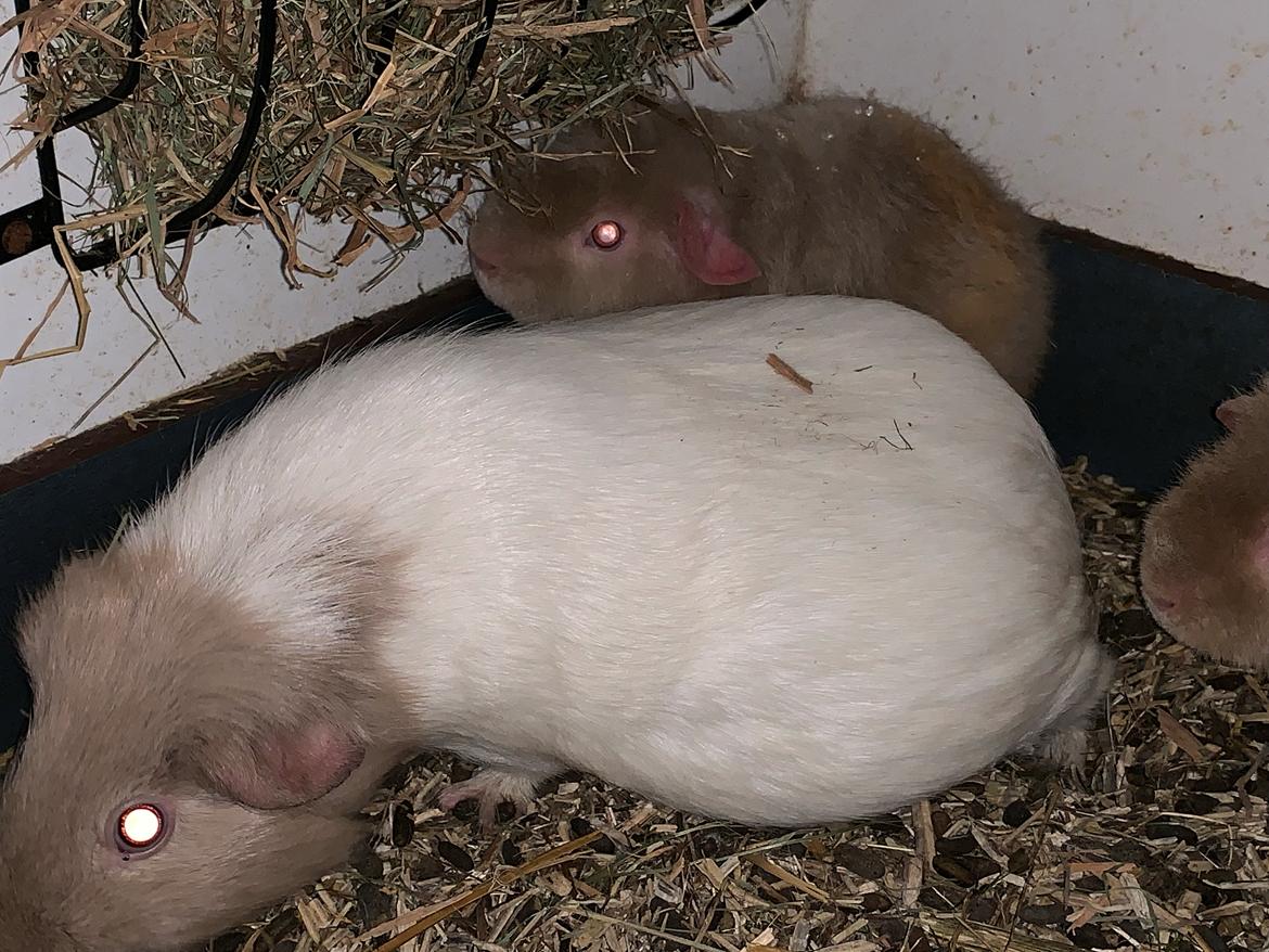 Marsvin Koreskas Å-susanne (Sofie) billede 37