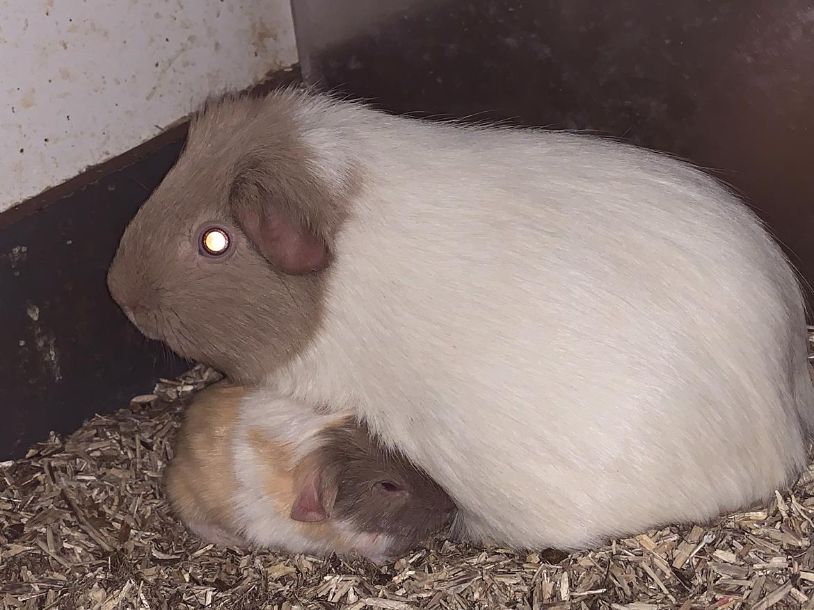 Marsvin Koreskas Å-susanne (Sofie) billede 40