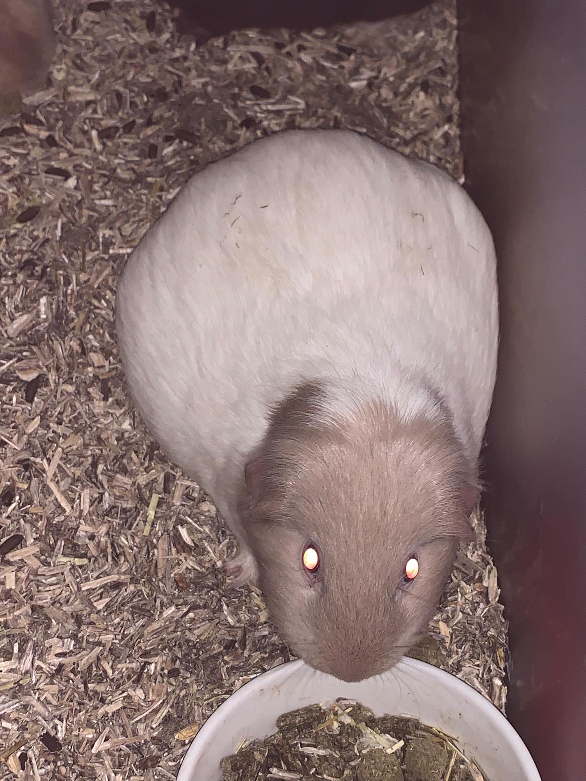 Marsvin Koreskas Å-susanne (Sofie) billede 39