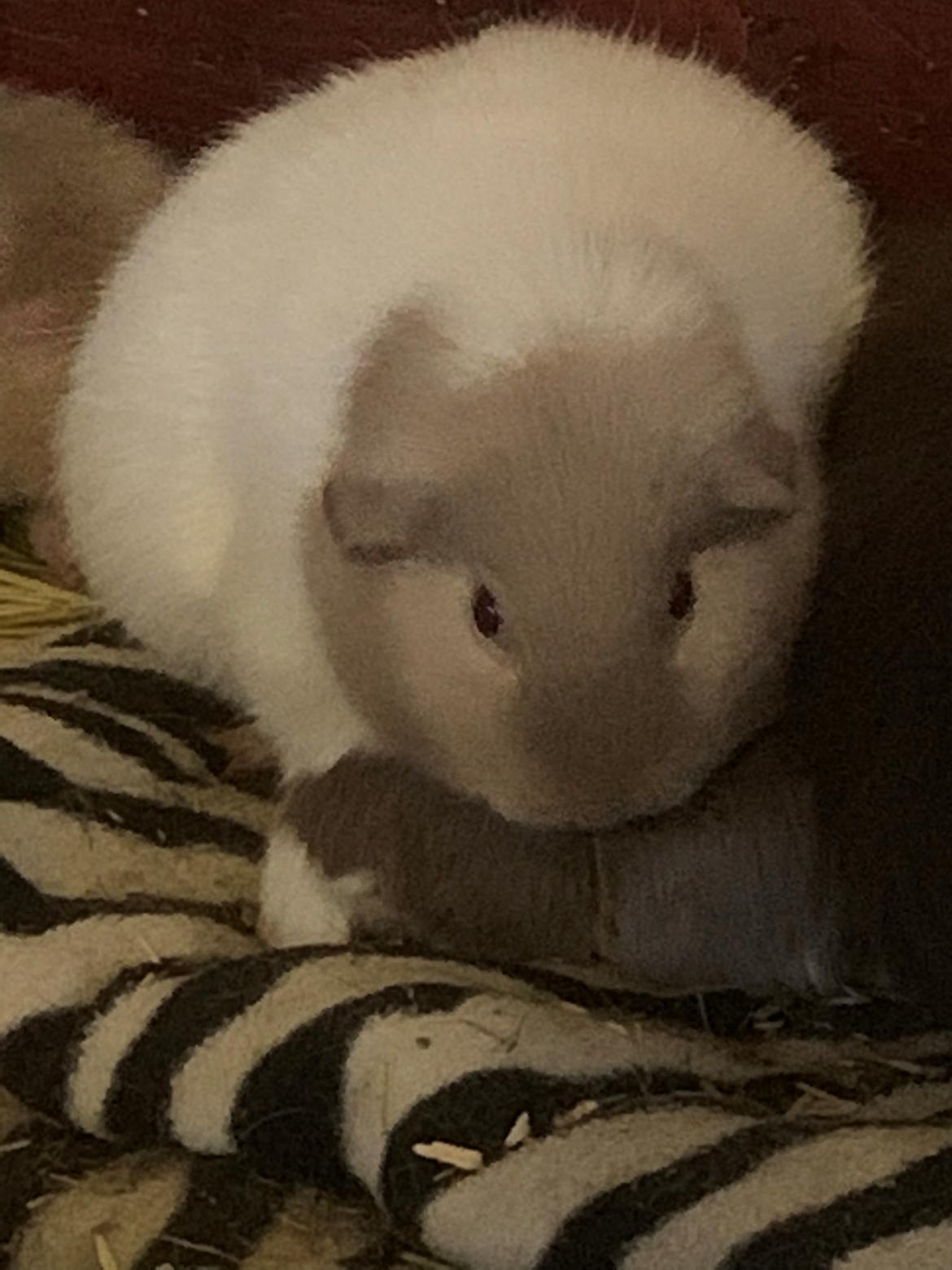 Marsvin Koreskas Å-susanne (Sofie) billede 42