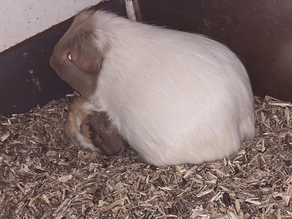 Marsvin Koreskas Å-susanne (Sofie) billede 41