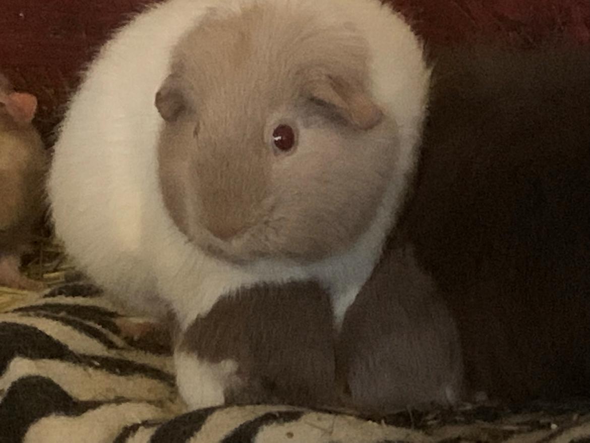 Marsvin Koreskas Å-susanne (Sofie) billede 43