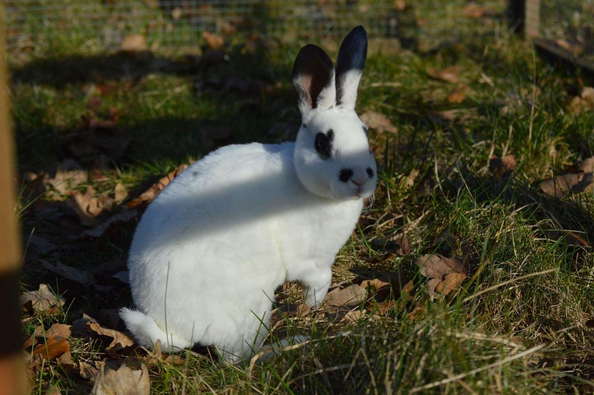 Kanin Fiona  - signe (avler) staldnord  billede 3