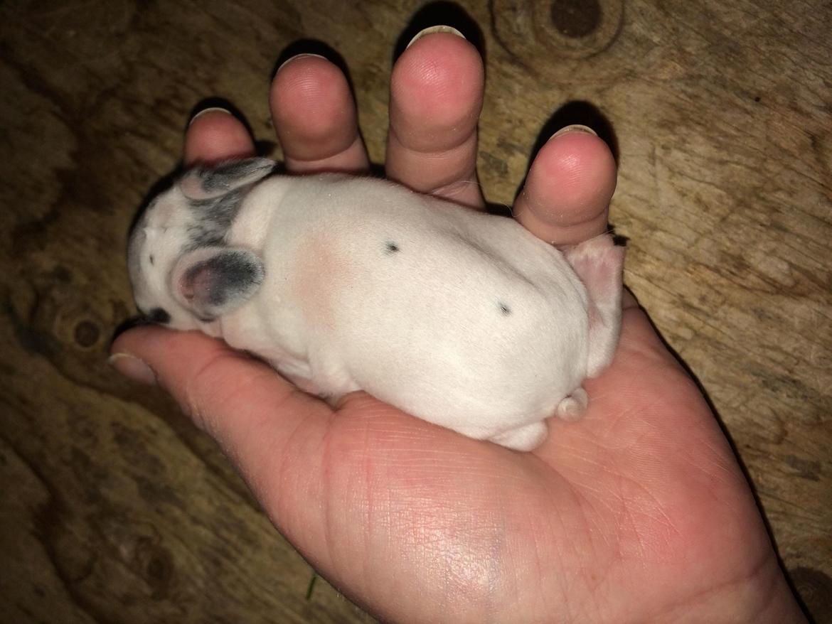 Kanin Fiona  - signe (avler) staldnord  billede 5