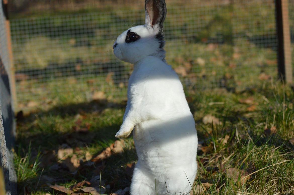 Kanin Fiona  - signe (avler) staldnord  billede 6