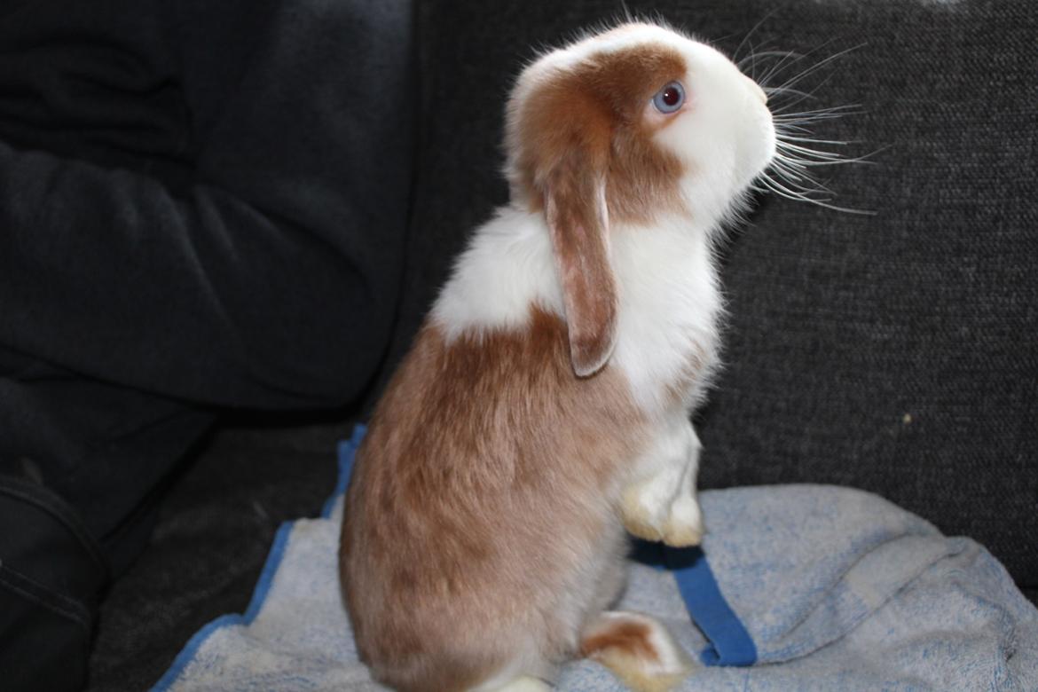 Kanin Aloha kanins Mynte (Tidligere kanin) billede 4