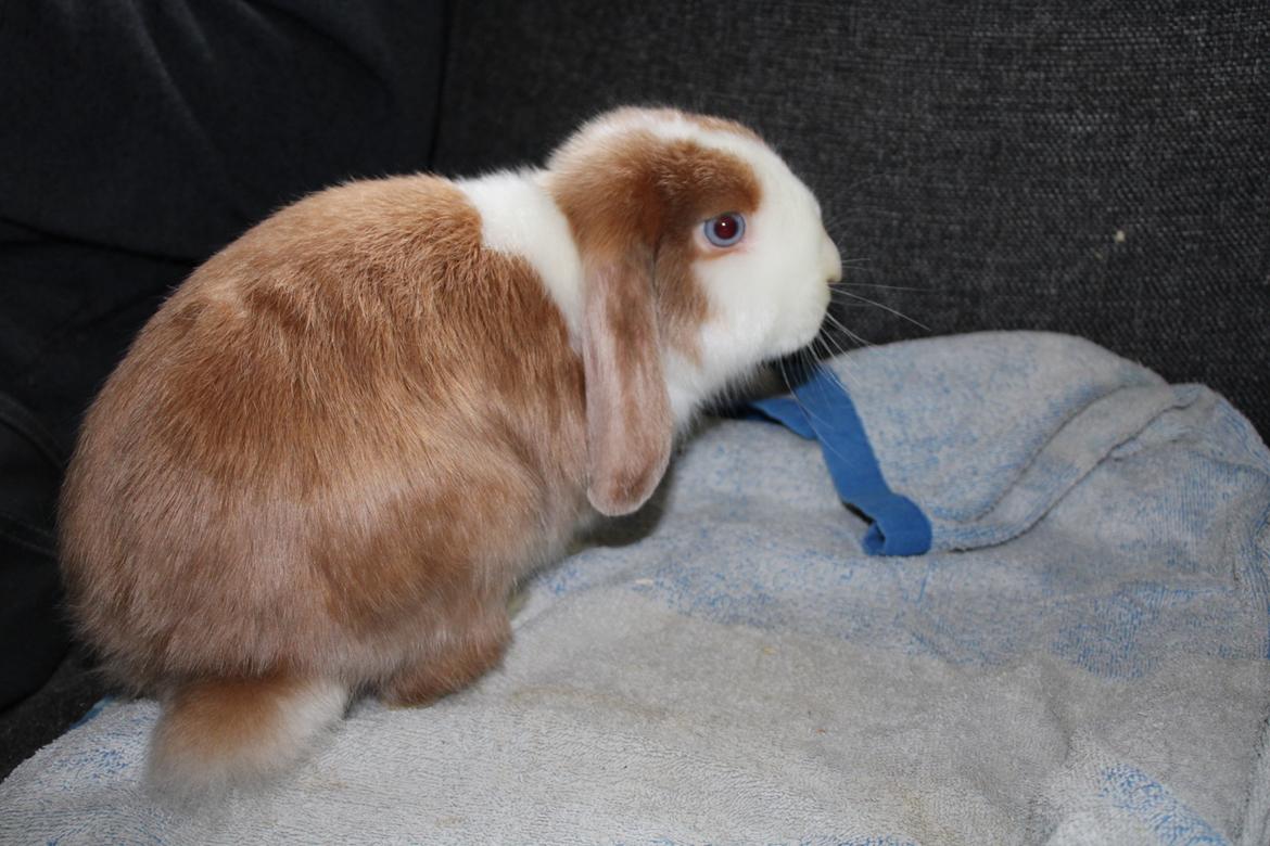 Kanin Aloha kanins Mynte (Tidligere kanin) billede 5