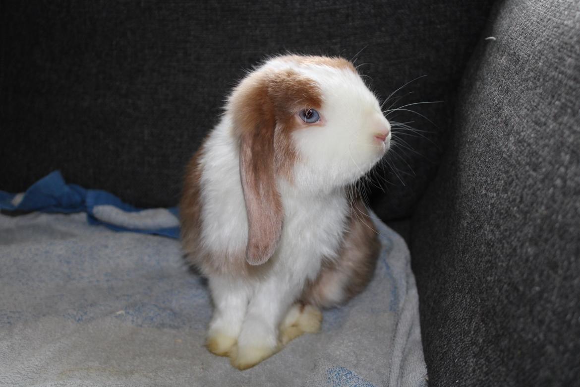 Kanin Aloha kanins Mynte (Tidligere kanin) billede 6