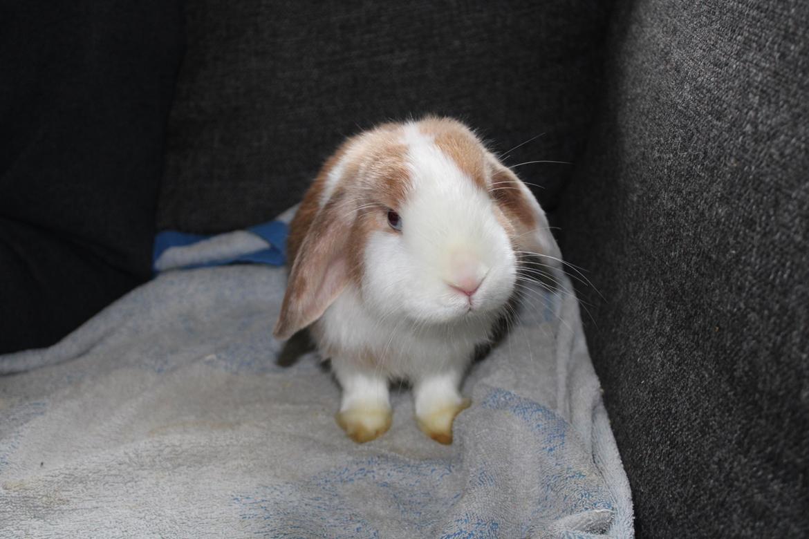 Kanin Aloha kanins Mynte (Tidligere kanin) billede 7