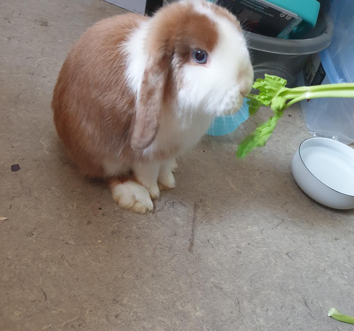 Kanin Aloha kanins Mynte (Tidligere kanin) billede 8