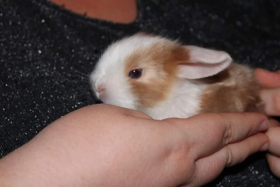 Kanin Aloha kanins Mynte (Tidligere kanin) billede 9