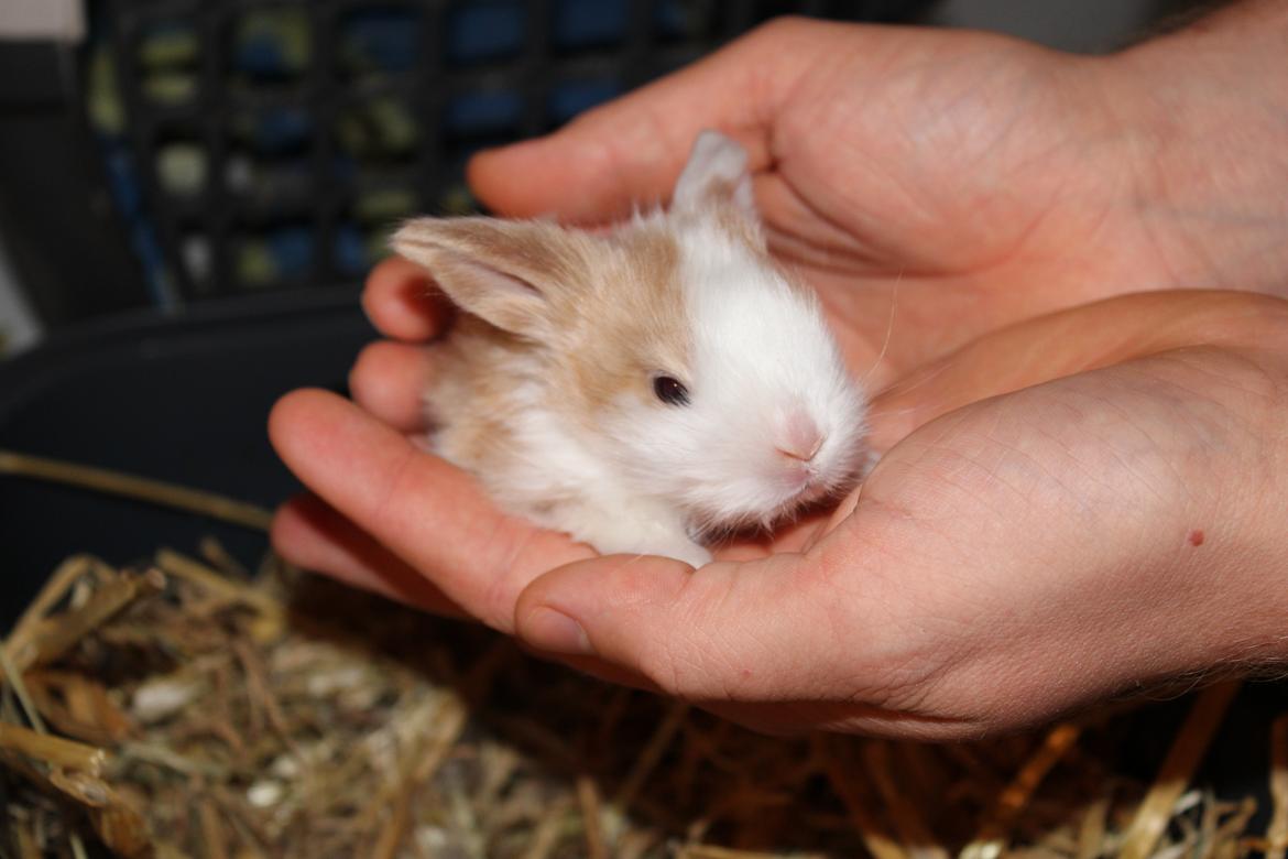 Kanin Aloha kanins Mynte (Tidligere kanin) billede 10