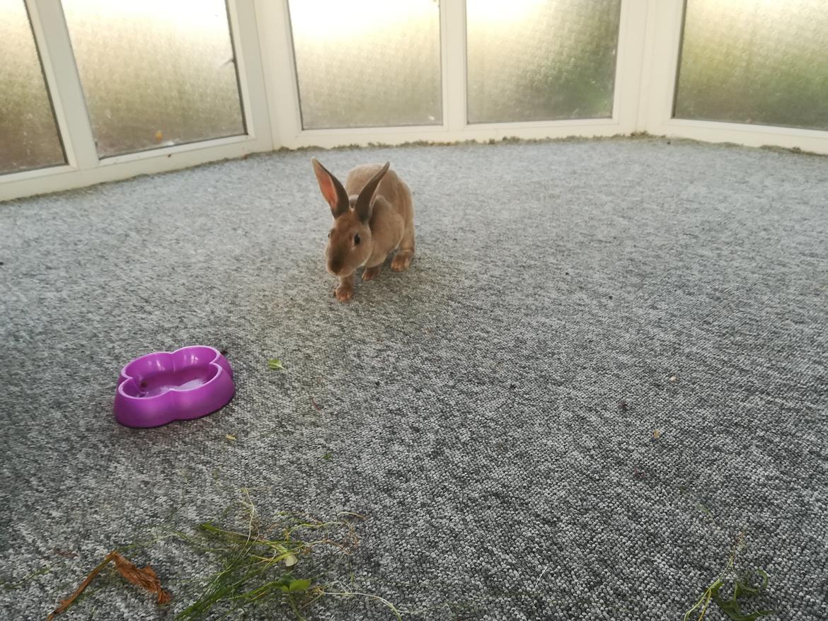 Kanin Sandy: standard rex  billede 4