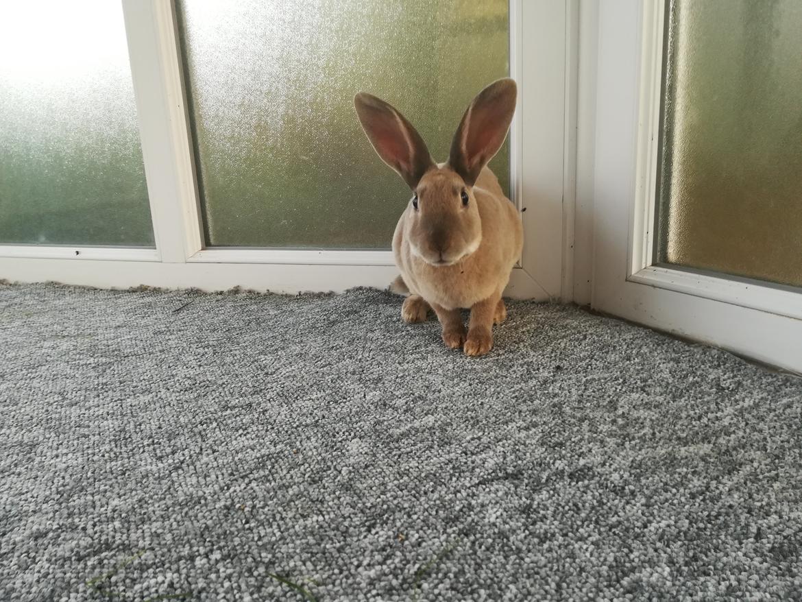 Kanin Sandy: standard rex  billede 5