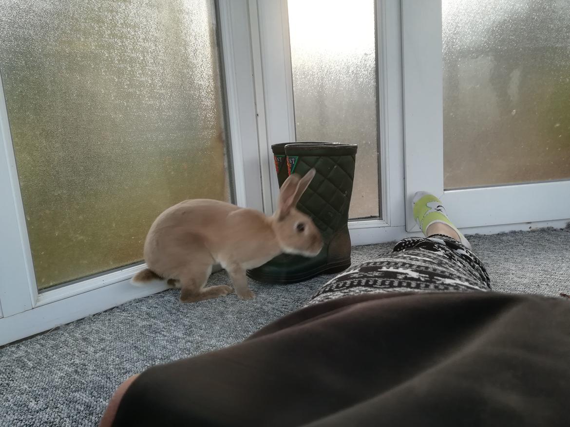 Kanin Sandy: standard rex  billede 2