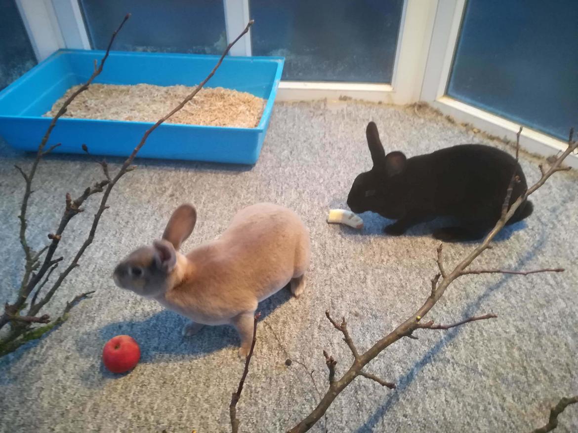 Kanin Sandy: standard rex  billede 6