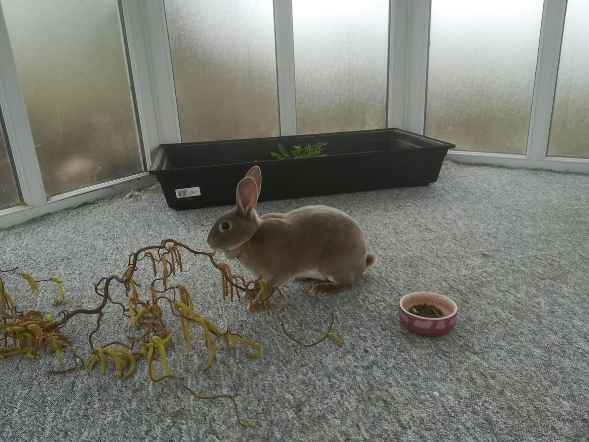 Kanin Sandy: standard rex  billede 1