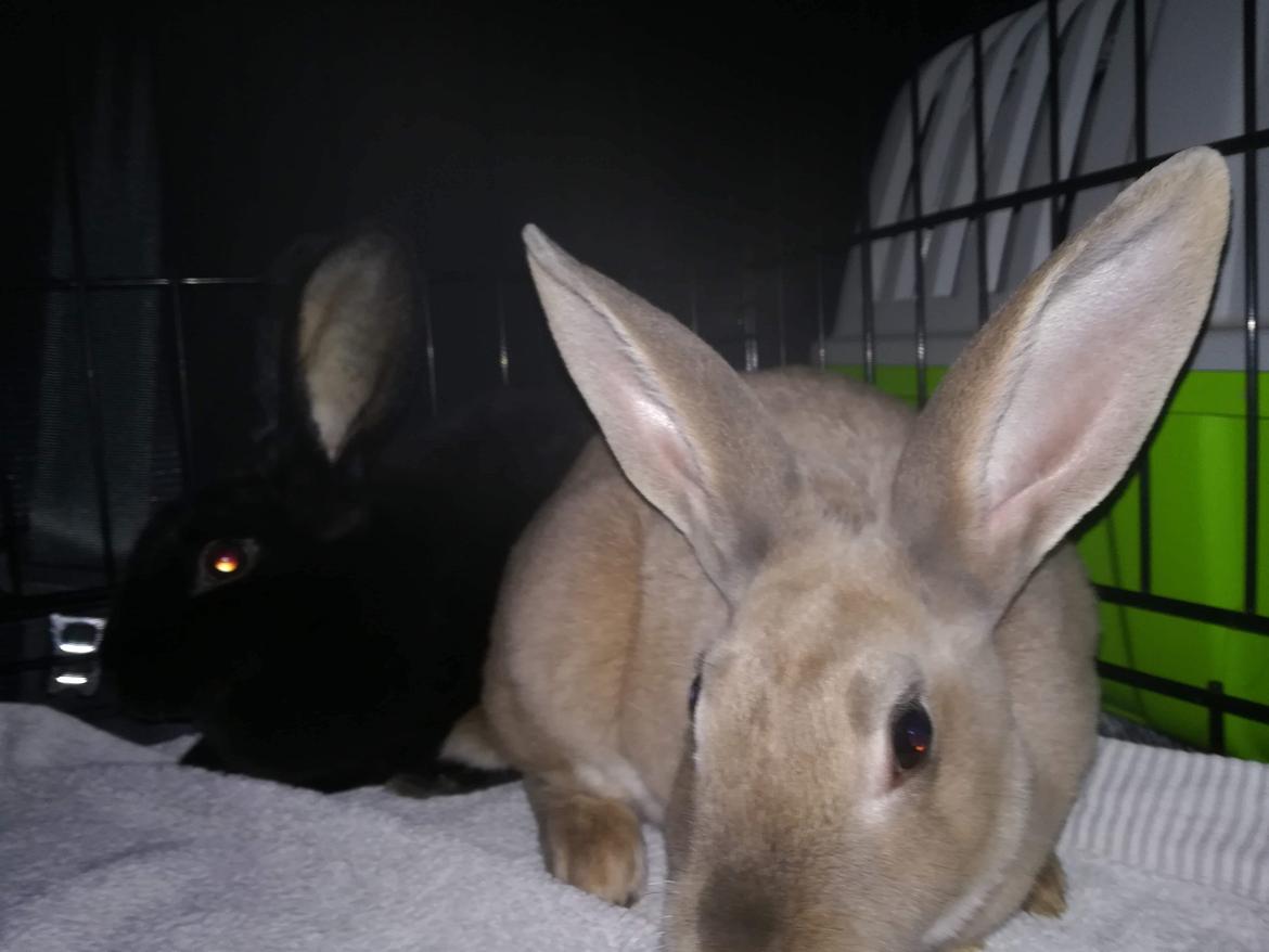 Kanin Sandy: standard rex  billede 3