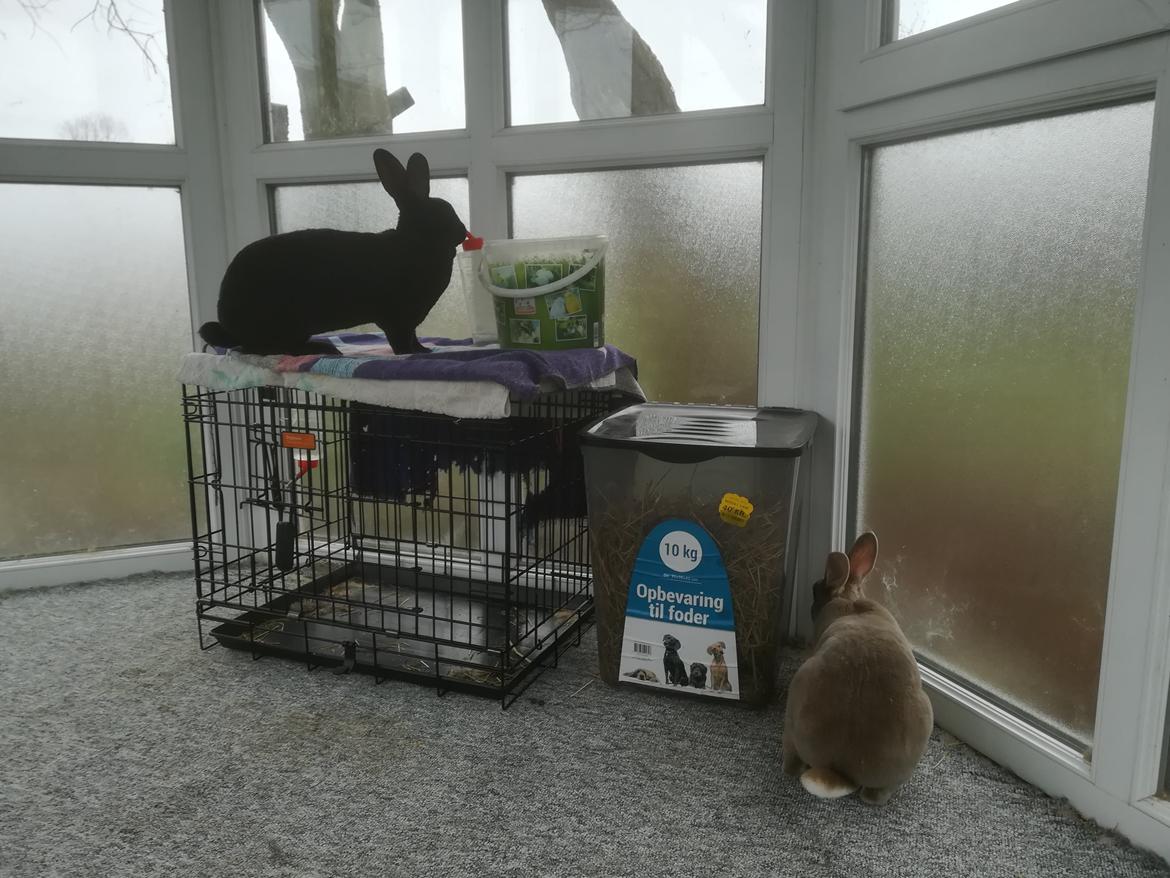 Kanin Sandy: standard rex  billede 7