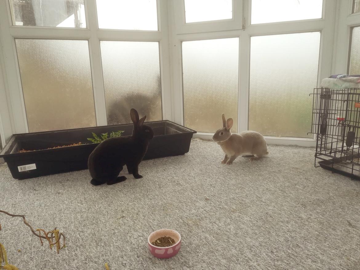 Kanin Sandy: standard rex  billede 8