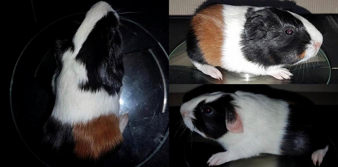 Marsvin Koreskas Æthelstan billede 2