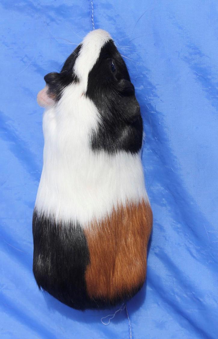 Marsvin Koreskas Æthelstan billede 9