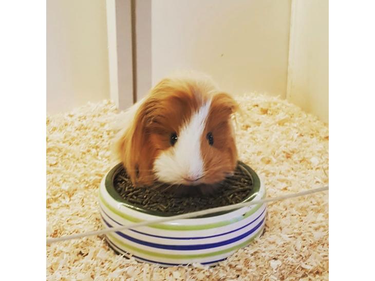 {{currentPhoto.altText}} billede {{currentPhoto.number}}