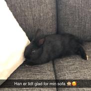 Kanin Ninka