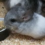 Chinchilla Lissers Chilla's Cody