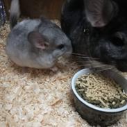 Chinchilla Lissers Chilla's Cody