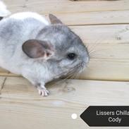 Chinchilla Lissers Chilla's Cody