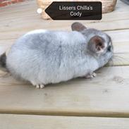 Chinchilla Lissers Chilla's Cody