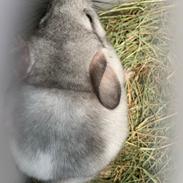 Chinchilla Lissers Chilla's Cody