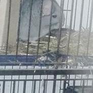 Chinchilla Meeko