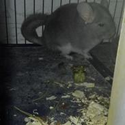 Chinchilla Meeko