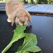 Kanin Crazy Daisy