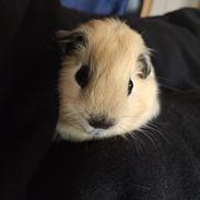 Marsvin Yasmin by Lou