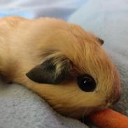 Marsvin Yasmin by Lou