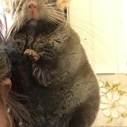 Chinchilla Furrytails Tanner