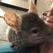 Chinchilla Furrytails Tanner