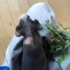 Marsvin Walter (Skinny)