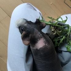 Marsvin Walter (Skinny)