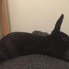 Kanin Ferrari (solgt)