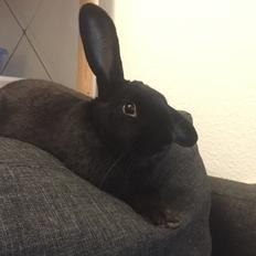 Kanin Ferrari (solgt)