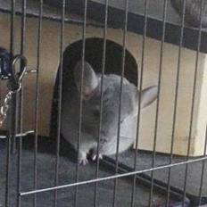 Chinchilla Meeko